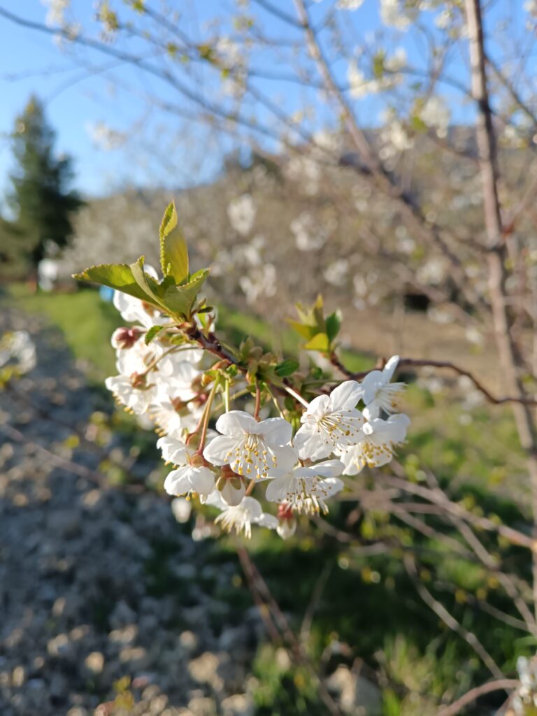 Kersenbloesem in de boomgaard van de Agriturismo in Le Marche
