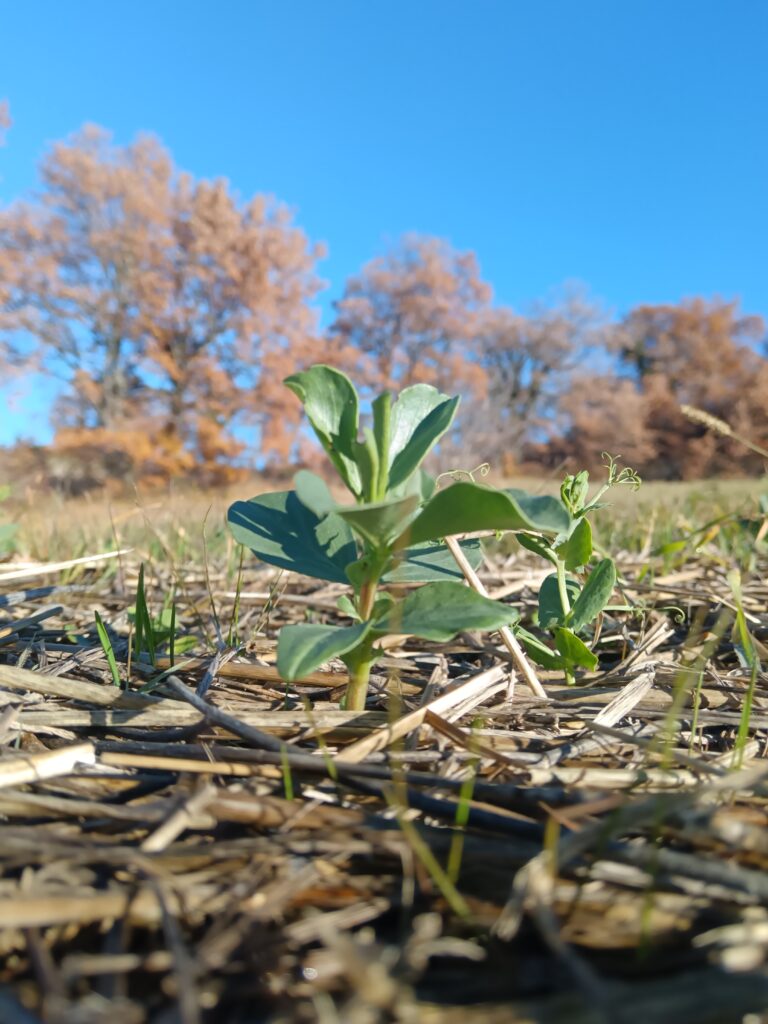 Opkomend groenbemester zaaigoed op regeneratieve fruitboomgaard